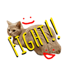 ねこマンチカンはる（個別スタンプ：7）