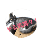 nyankichipipi（個別スタンプ：6）