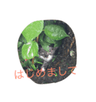 nyankichipipi（個別スタンプ：10）