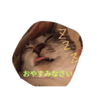 橋本家の猫たち（個別スタンプ：1）