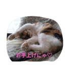 橋本家の猫たち（個別スタンプ：2）