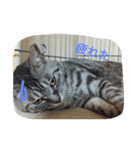 橋本家の猫たち（個別スタンプ：3）