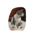 橋本家の猫たち（個別スタンプ：4）