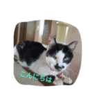 橋本家の猫たち（個別スタンプ：6）