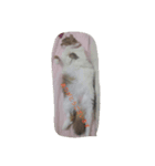 橋本家の猫たち（個別スタンプ：7）