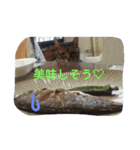 橋本家の猫たち（個別スタンプ：8）