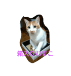 ほうずき・くろむの日常（個別スタンプ：3）