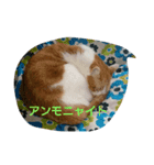 ほうずき・くろむの日常（個別スタンプ：5）