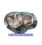 ほうずき・くろむの日常（個別スタンプ：8）
