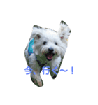 westybabou2（個別スタンプ：1）