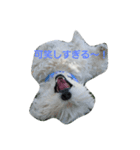 westybabou2（個別スタンプ：3）