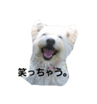 westybabou（個別スタンプ：6）