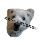 westybabou（個別スタンプ：7）