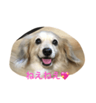 きなこ......（個別スタンプ：3）