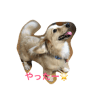 きなこ......（個別スタンプ：4）