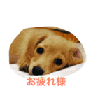 きなこ......（個別スタンプ：5）