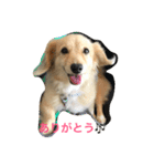 きなこ......（個別スタンプ：8）