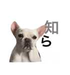 フレブルのアメちゃん（個別スタンプ：4）