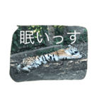 ひなそうぷーあく（個別スタンプ：4）