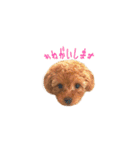 トイプーのルーク（個別スタンプ：1）