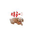 トイプーのルーク（個別スタンプ：2）