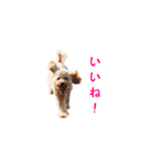 トイプーのルーク（個別スタンプ：4）