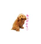 トイプーのルーク（個別スタンプ：5）