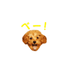 トイプーのルーク（個別スタンプ：24）