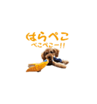 トイプーのルーク（個別スタンプ：27）