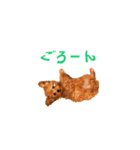 トイプーのルーク（個別スタンプ：28）