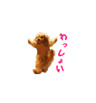 トイプーのルーク（個別スタンプ：30）