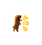トイプーのルーク（個別スタンプ：32）