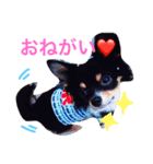 Chihuahua king2（個別スタンプ：1）
