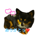 Chihuahua king2（個別スタンプ：3）