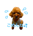 Chihuahua king2（個別スタンプ：4）