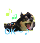Chihuahua king2（個別スタンプ：6）