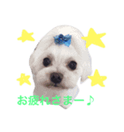 Chihuahua king2（個別スタンプ：7）
