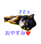 Chihuahua king2（個別スタンプ：8）