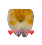 まぁるのスタンプ♡（個別スタンプ：3）