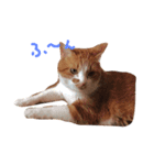 のびのびちゃ猫スタンプ（個別スタンプ：1）