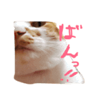 のびのびちゃ猫スタンプ（個別スタンプ：3）