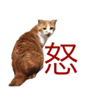 のびのびちゃ猫スタンプ（個別スタンプ：4）