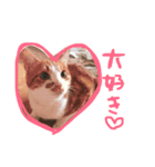 のびのびちゃ猫スタンプ（個別スタンプ：5）
