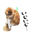 のびのびちゃ猫スタンプ（個別スタンプ：6）