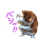 のびのびちゃ猫スタンプ（個別スタンプ：7）