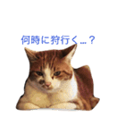 のびのびちゃ猫スタンプ（個別スタンプ：8）