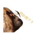 のびのびちゃ猫スタンプ（個別スタンプ：9）