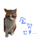 のびのびちゃ猫スタンプ（個別スタンプ：10）