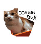 のびのびちゃ猫スタンプ（個別スタンプ：12）