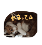 のびのびちゃ猫スタンプ（個別スタンプ：15）